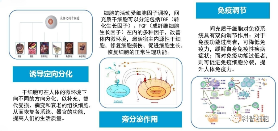 划时代的改变！未来5-10年“慢性病”或将被干细胞根治