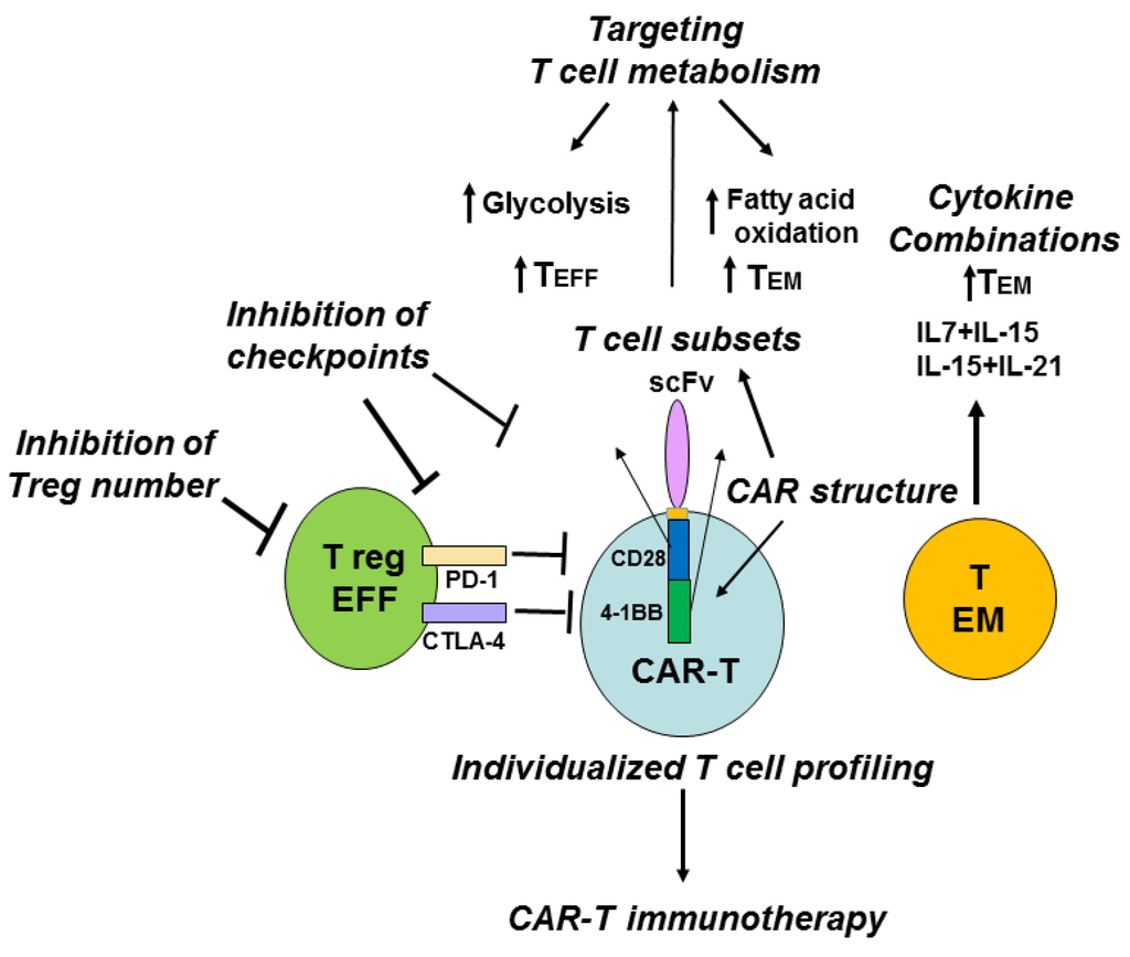 未来CAR-T治疗的新思路：优化T细胞亚群的特性来提高治疗效果