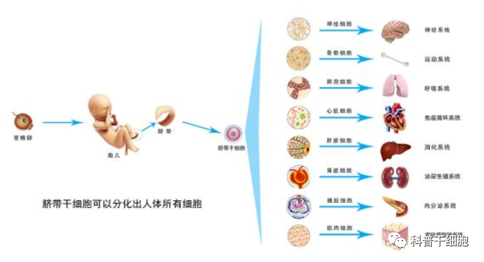 疾病康复铁三角：干细胞、免疫系统、新陈代谢