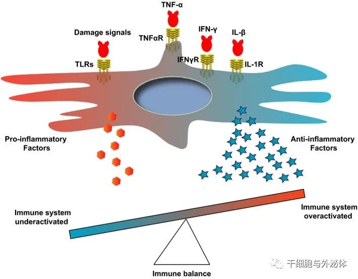间充质干细胞如何在体内发挥作用？