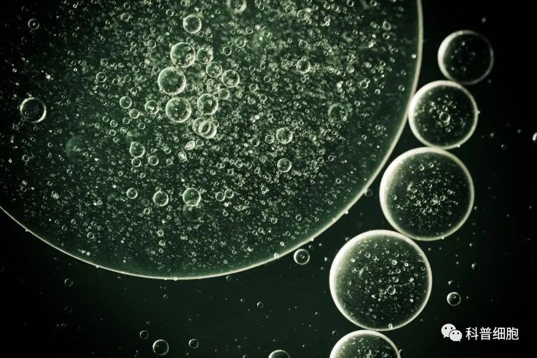 我们为什么要外源性的补充干细胞？