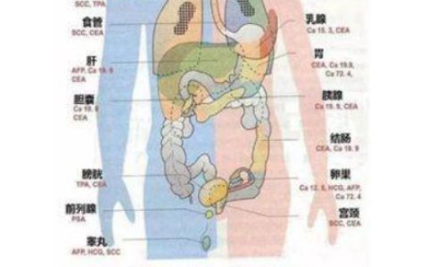 肿瘤标志物升高多少才有意义？