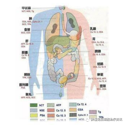 肿瘤标志物升高多少才有意义？