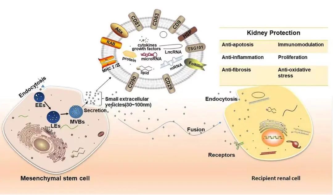 外泌体肾功能修复 | 为 1.4亿肾脏疾病患者带来新希望！