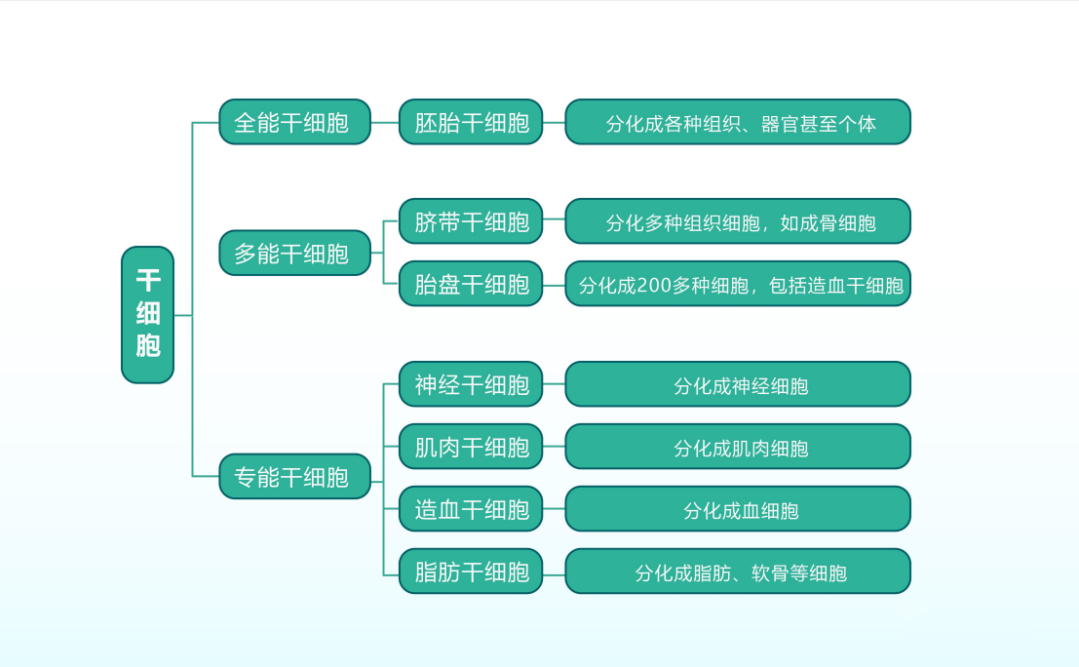 央视新闻:干细胞具有更广泛的应用，干细胞最全科普，建议收藏