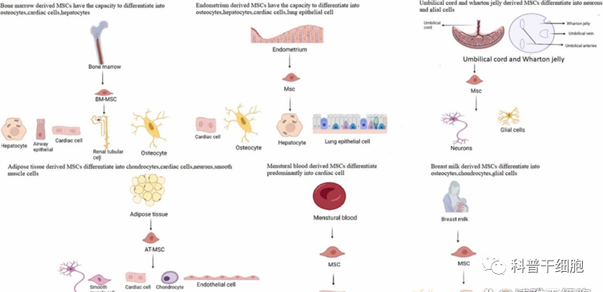 间充质干细胞大家庭！脐带、胎盘和脂肪来源的MSC有什么不一样？
