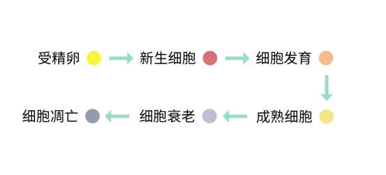 细胞是生命的起源与归宿，所以逆转衰老还得从细胞入手