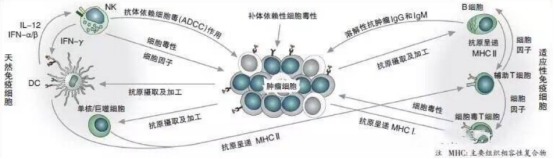 细胞是生命的起源与归宿，所以逆转衰老还得从细胞入手