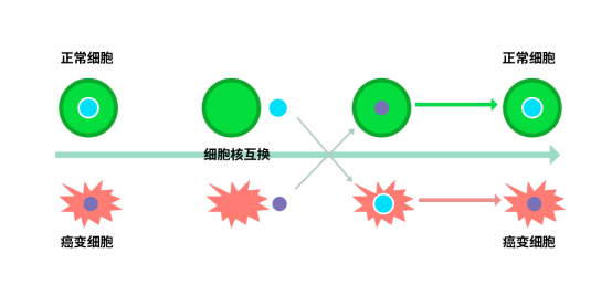 细胞是生命的起源与归宿，所以逆转衰老还得从细胞入手