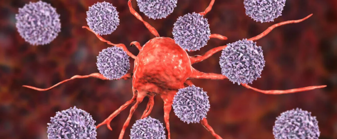 钱其军：免疫细胞完全有能力清除体内的癌细胞！