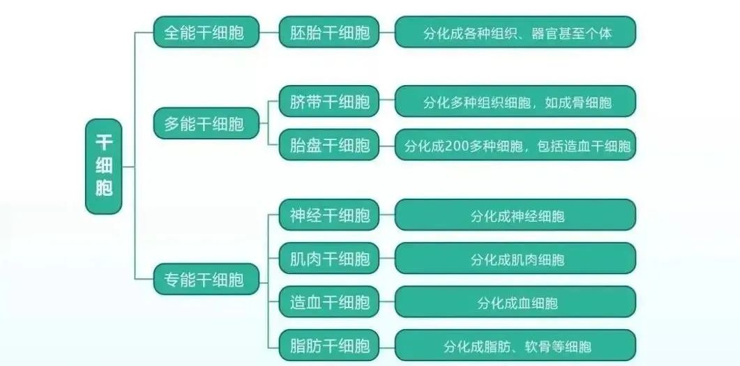 【细胞科普】干细胞问题大整理