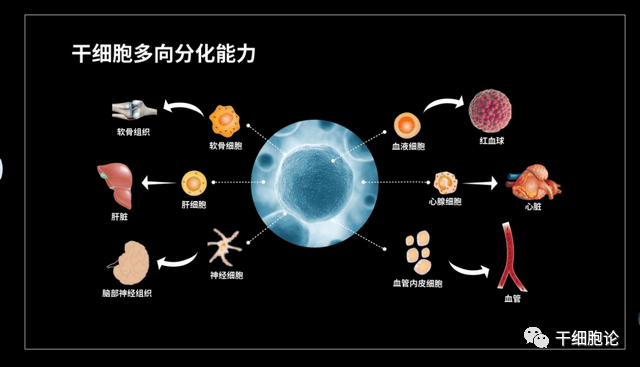 和霍金一起了解干细胞