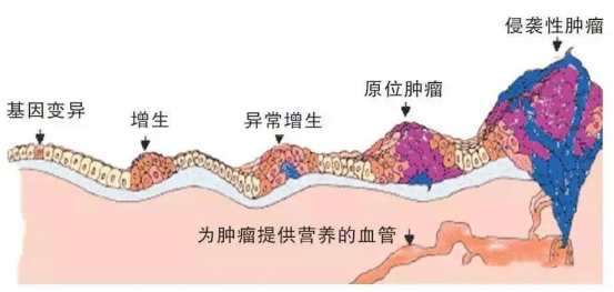 细胞是生命的起源与归宿，所以逆转衰老还得从细胞入手