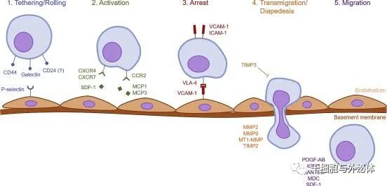 间充质干细胞如何在体内发挥作用？