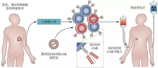 细胞是生命的起源与归宿，所以逆转衰老还得从细胞入手