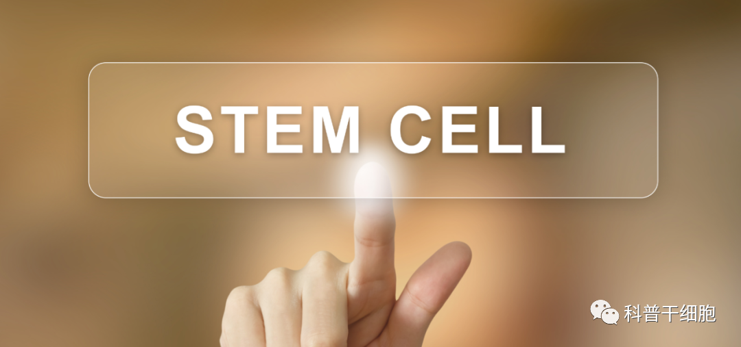 间充质干细胞大家庭！脐带、胎盘和脂肪来源的MSC有什么不一样？