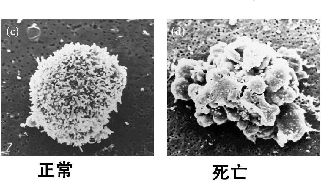 中科院：中国女性30岁将遭遇“断崖式衰老”，细胞技术能否拨慢衰老时钟？