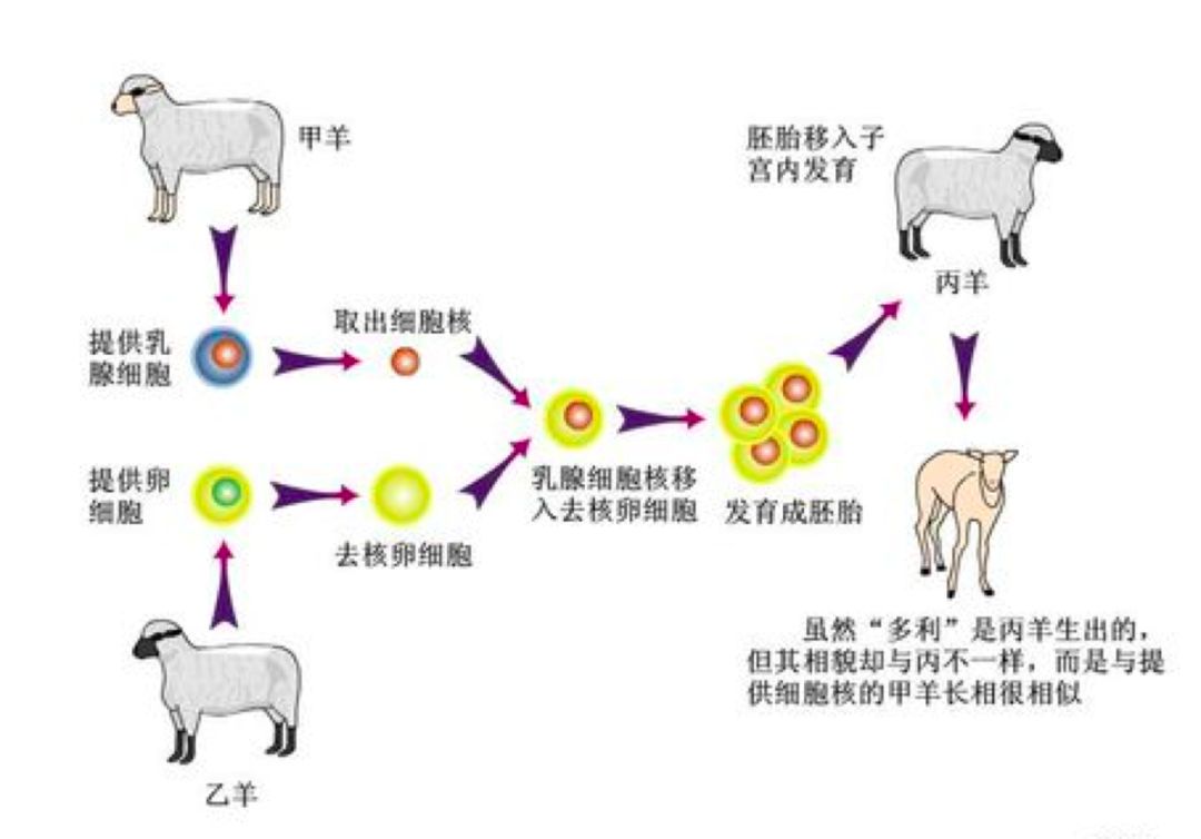 再生医学新时代丨干细胞技术实现人造器官修复与再生！