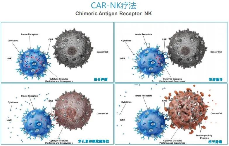 一个NK细胞可消灭27个癌细胞？原来NK才是癌症“天敌”！