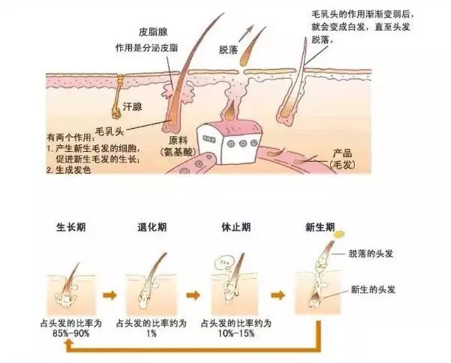 脱发人士乐开了花，干细胞治疗脱发大获成功，再也不用秃头了！