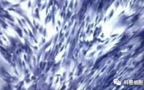 间充质干细胞的14个特性，建议了解收藏！