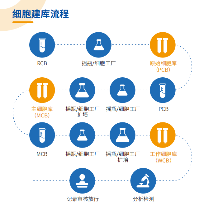 符合GMP要求的细胞库制备要点浅析