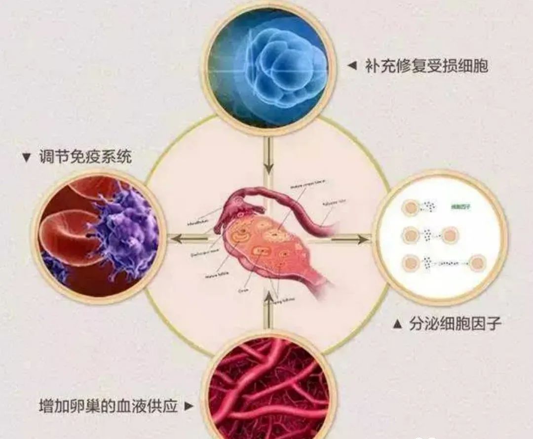 细胞科普丨干细胞对卵巢早衰的干预-10问10答