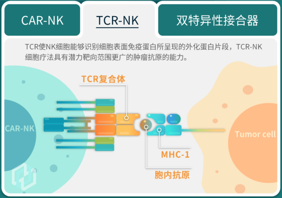 图解实体瘤克星——NK细胞疗法