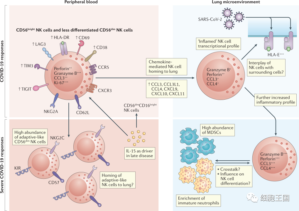 科普｜回输到人体的免疫细胞，是如何消灭病毒的？
