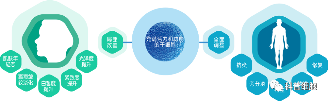 回输干细胞 | 如何对人体实现精准修复？