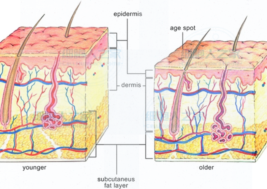 三大因素成皮肤衰老的加速刀！干细胞可解内忧和外患