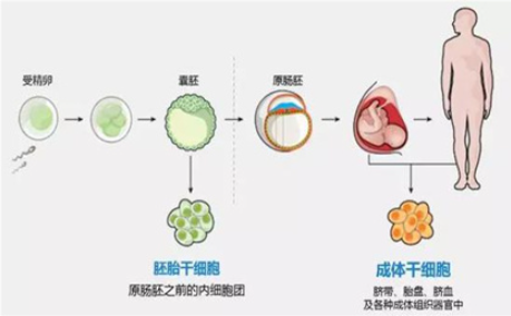 ​解密干细胞五大之最，它凭什么是人类生命之源？