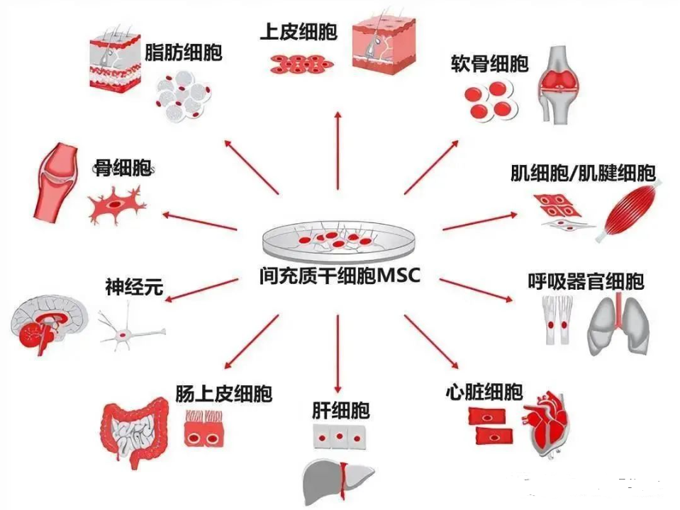 ​解密干细胞五大之最，它凭什么是人类生命之源？