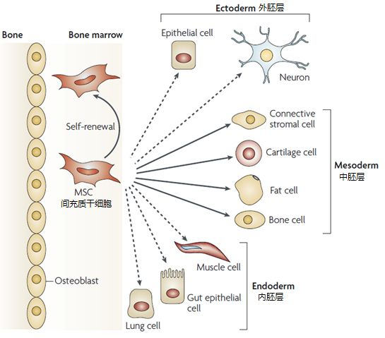 一文了解间充质干细胞！