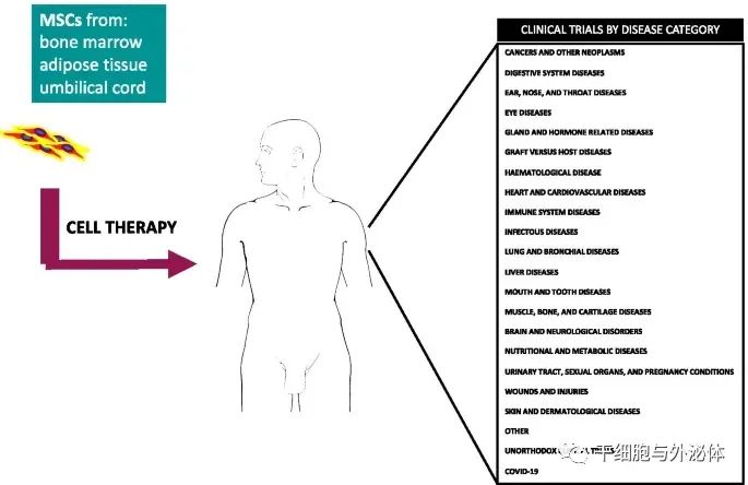 行业报告 | 间充质干细胞的新试验数量呈指数级增长
