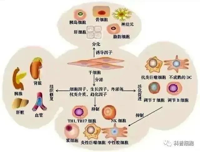 回输干细胞 | 如何对人体实现精准修复？