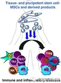 iPS细胞衍生的间充质干细胞和外泌体有望进一步普及