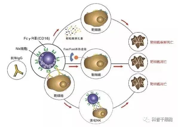 干细胞抗衰，实现真正的年轻态！