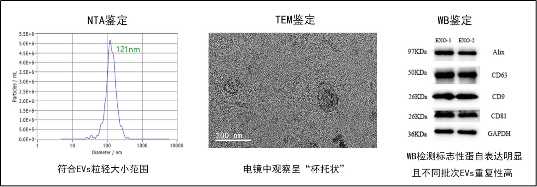 患者招募 | 干细胞外泌体促进腰椎病术后远期骨融合的临床研究招募继续！