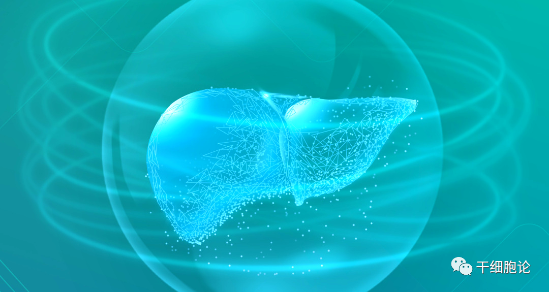 干细胞治疗肝硬化的作用与机制