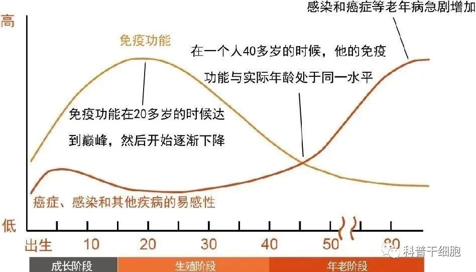 干细胞10个知识点，必读！ | 干细胞是啥？能干啥？……