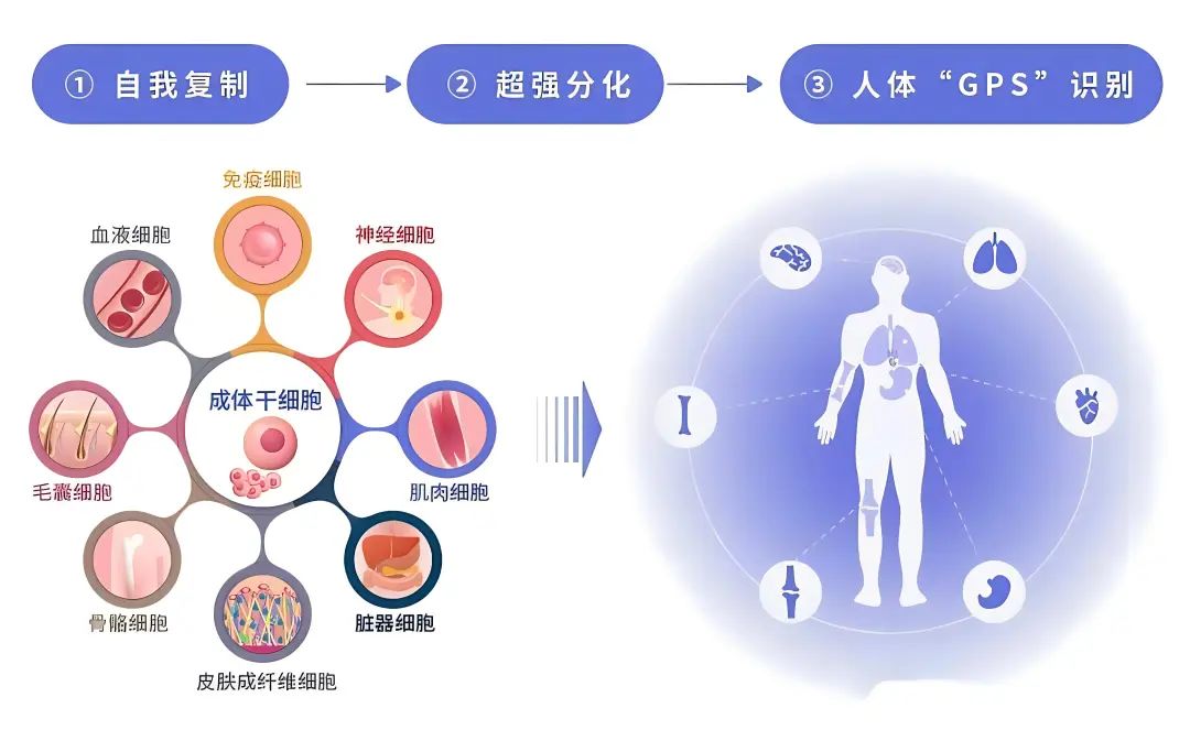 走进干细胞时代：2024最新干细胞治疗疾病清单！