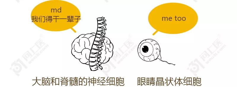 干细胞的对人生老病死的控制