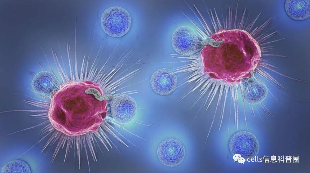 NK免疫细胞回输一次多少钱？
