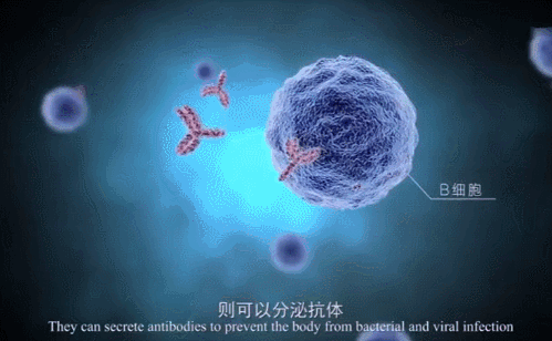 免疫细胞帮你干掉你体内的癌细胞！