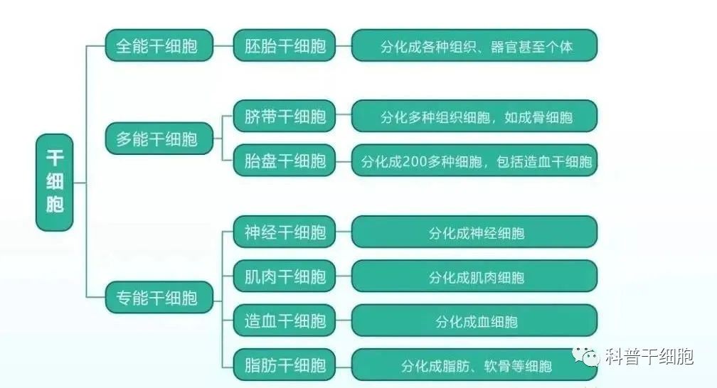 干细胞10个知识点，必读！ | 干细胞是啥？能干啥？……