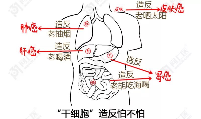 干细胞的对人生老病死的控制