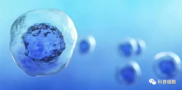 人体内有干细胞，为什么还要做干细胞治疗?