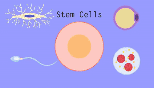干细胞和免疫细胞，浅谈区别，别再搞不懂！