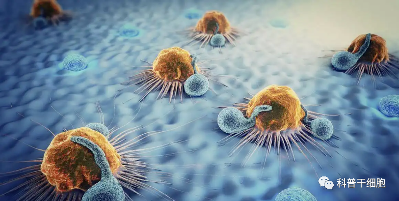 免疫细胞联合传统治疗手段，能达到1+1＞2的抗癌效果